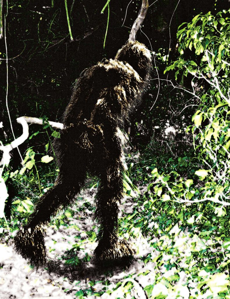 Bigfoot photos woodland ca Bigfoot photos woodland ca