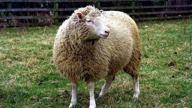 Ovce Dolly se stala prvním savcem na světě, který byl úspěšně naklonován. Dočkáme se kromě ovčích klonů také ovčích chimér?
