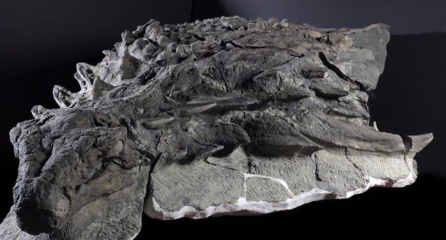 Nodosaurova zkamenělá 