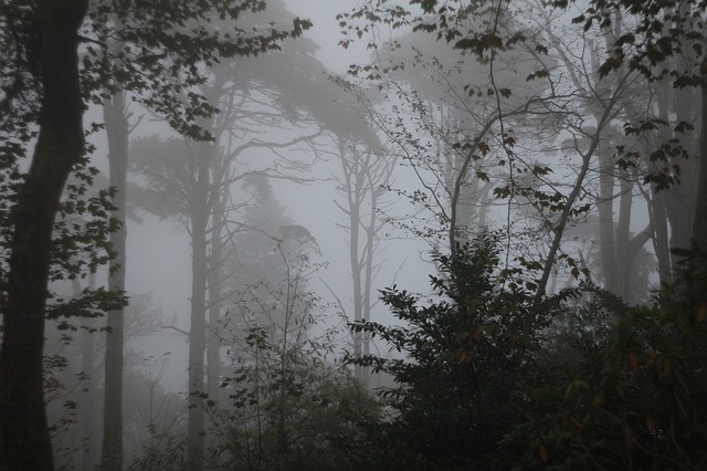 Černý les je plný paranormálních jevů. Je libo vidět přízrak?