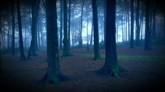 V lese prý působí temné síly.