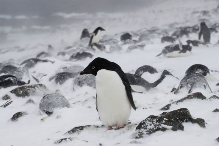 Co se stalo stovkám mumifikovaných tučňáků?