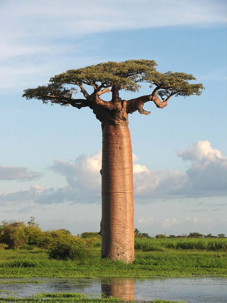 Baobab Grandidiérův
