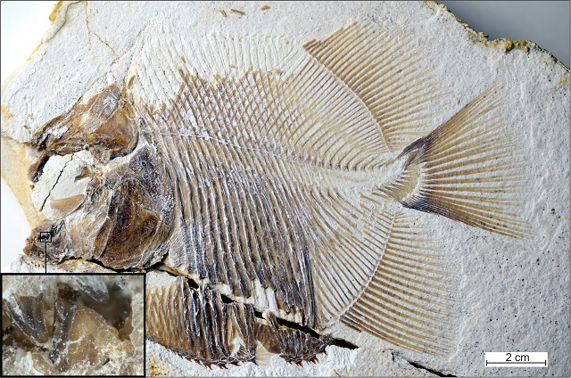 150 milionů let stará fosilie Jurské pirani