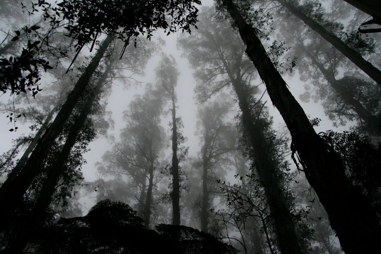 Bloudí lesem pod Příběnicemi duše zavražděných lidí?