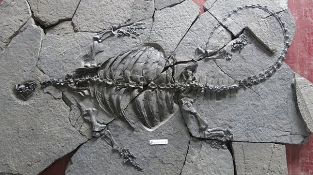 fosilie prehistorické želvy bez krunýře