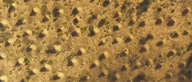 V severovýchodní Brazílii vědci objevili monumentální síť termitišť.