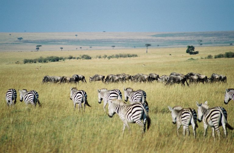 Migrační období láká k rezervaci Maasi Mara mnoho turistů.