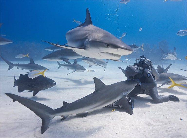 Potápěčka Cristina Zenato dokáže uvést žraloky do stavu podobného hypnóze prostřednictvím hlazení.