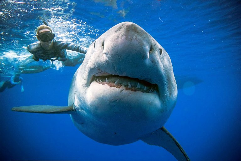 Velký bílý žralok patří k nejobávanějším tvorům na Zemi. Právem?