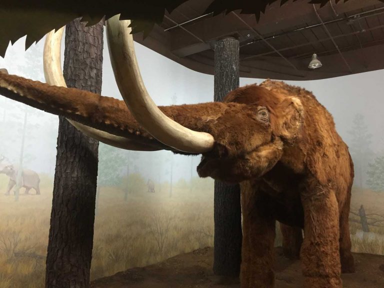 Mastodont v muzeu v Jižní Karolíně