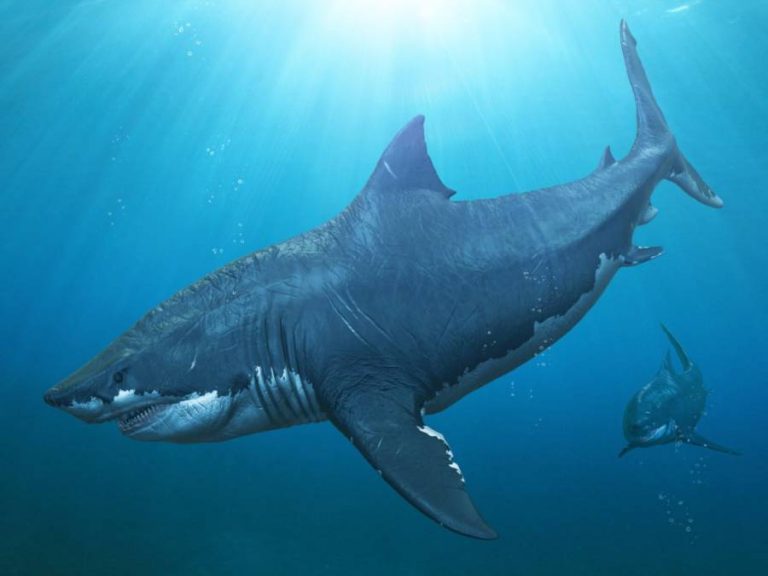 Megalodon byl obrovský