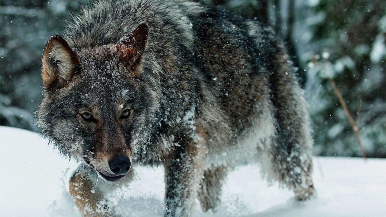 Podle mnohých odborníků by rozsáhlé plochy divočiny na Aljašce mohly být domovem prehistorických druhů zvířat, třeba i velkých vlků.
