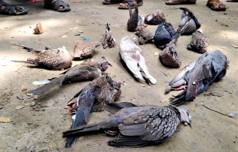 Ve světe je umírání ptactva poměrně běžný jev. Ale takto rozsáhlé několika druhové vymírání ještě zaznamenáno nebylo.