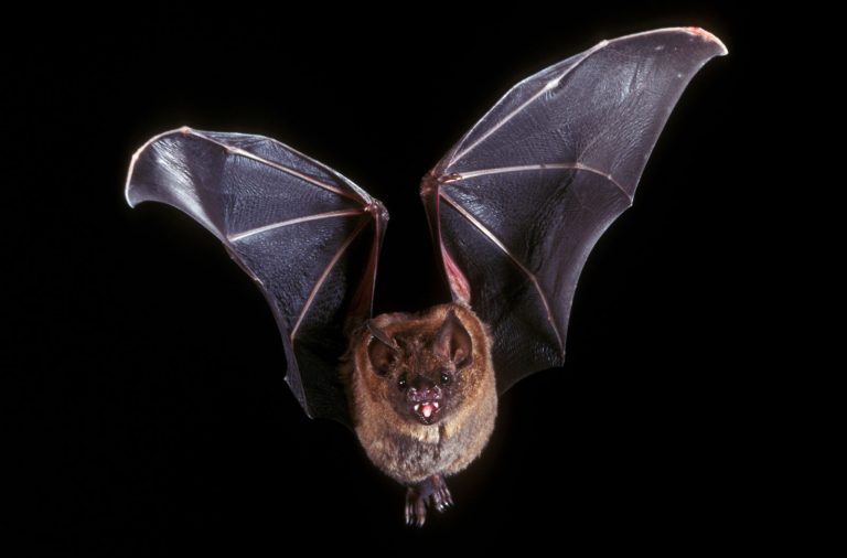 Můžou být po netopýrech v ohrožení i lidé?