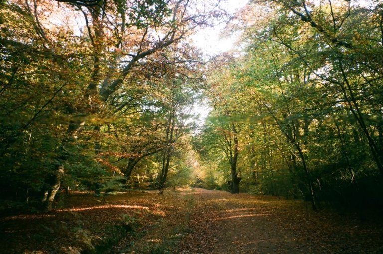 Eppinský les nedaleko Londýna je oblíbenou rekreační lokalitou. Jeho historie má ale i svou odvrácenou stranu.