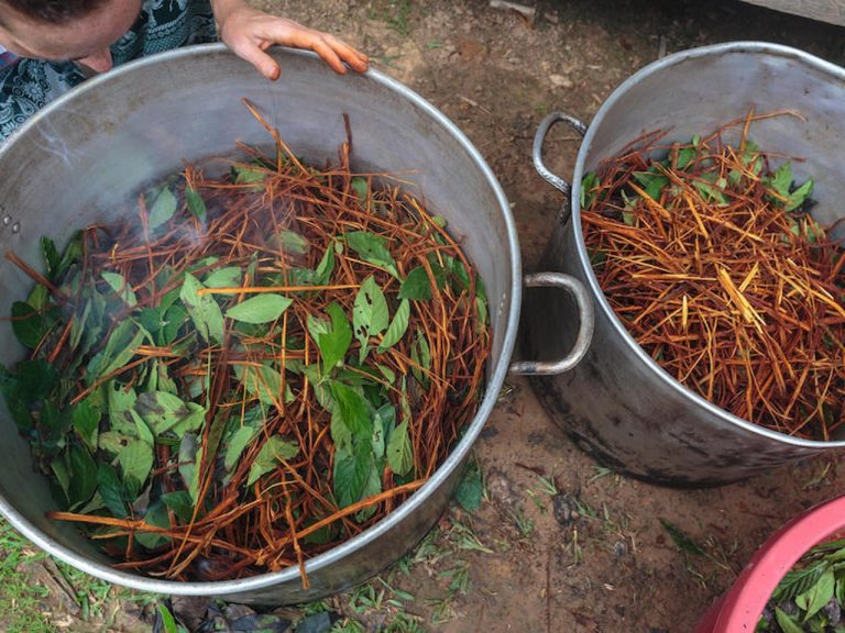 Šamani rozšiřují své vědomí pomocí nápoje z rosliny ayahuasca. Dokáže je prý napojit na kolektivní vědomí planety.