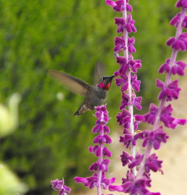 Kolibřík sající nektar z květu šalvěje.