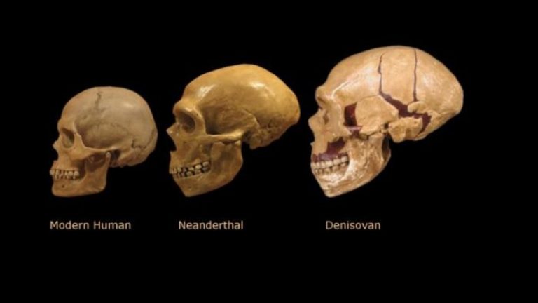 Názorné srovnání ukazuje rozdíly mezi lebkami moderních lidí, Neandrtálci a Denisovany. Na první pohled je vidět rozdílná velikost. Foto: focustech.it