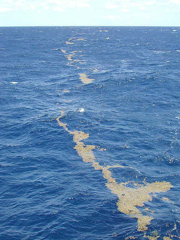 Sargasové moře je plné řas.
