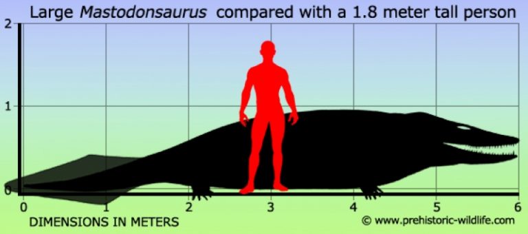 Velcí mastodontosauři dosahovali délky hodně přes čtyři metry. Takto vypadá porovnání s postavou dospělého člověka.
