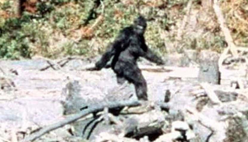Nejznámější snímek Bigfoota ZDROJ: 959theranch.com