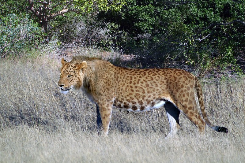 Existuje dosud nepopsaný druh lva? Foto: www.sciencephoto.com