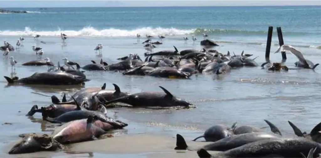 Šestaosmdesát mrtvých delfínů na pláži v Namibii ZDROJ: strangesounds.com