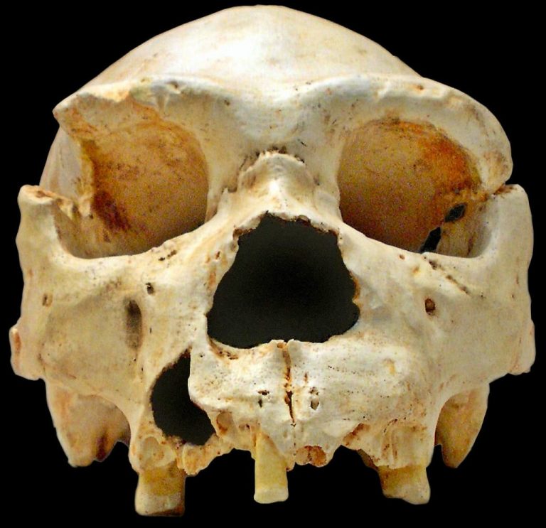Lebka nalezená při vykopávkach, foto: Wikimedia Commons