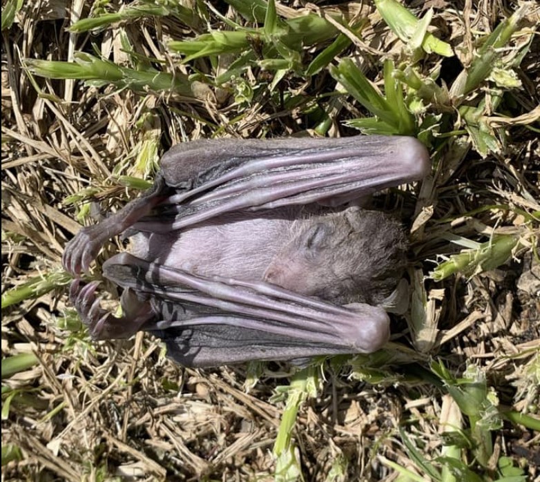 Jeden z desítek mrtvých netopýrů v Izraeli. ZDROJ: strangesounds.org