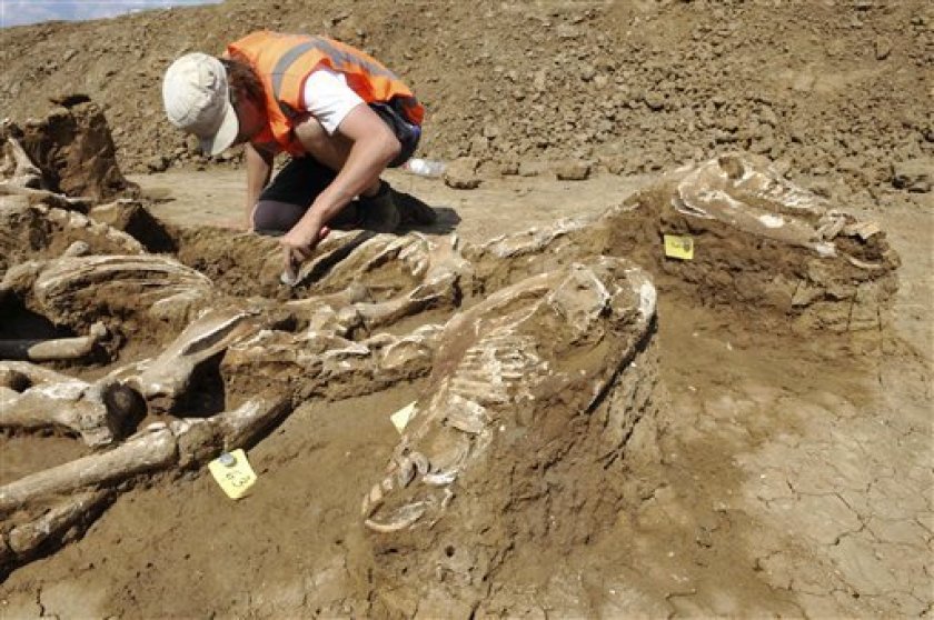 Archeologové odhalí 51 koster koní. Foto: sandiegouniontribune.com