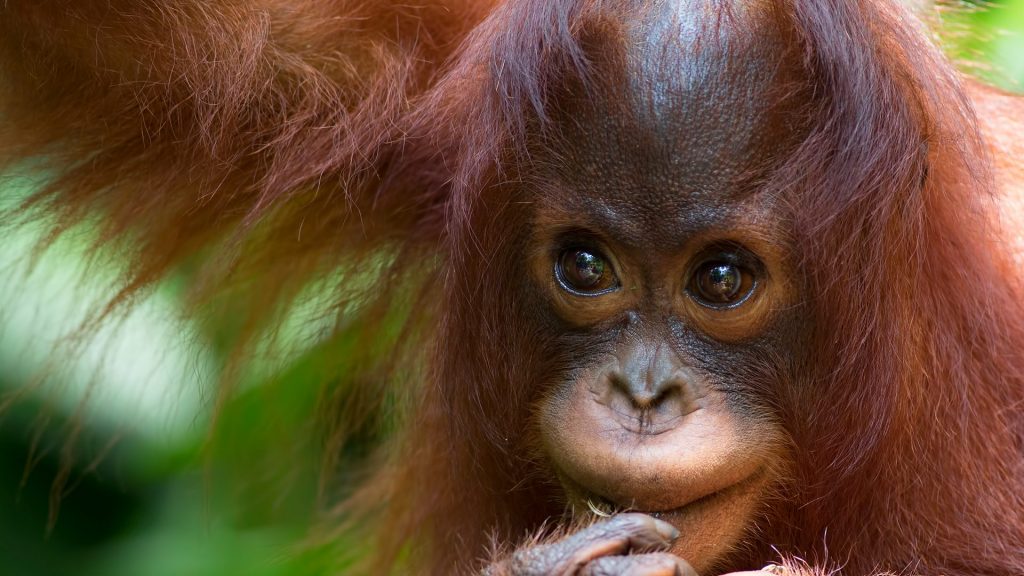 Může rezavým obyvatelem parku být třeba uprchlý orangutan? ZDROJ: scitecheuropa.eu