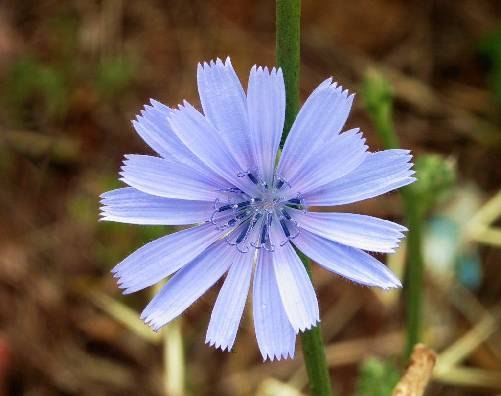 Květ čekanky. Wikimedia Commons