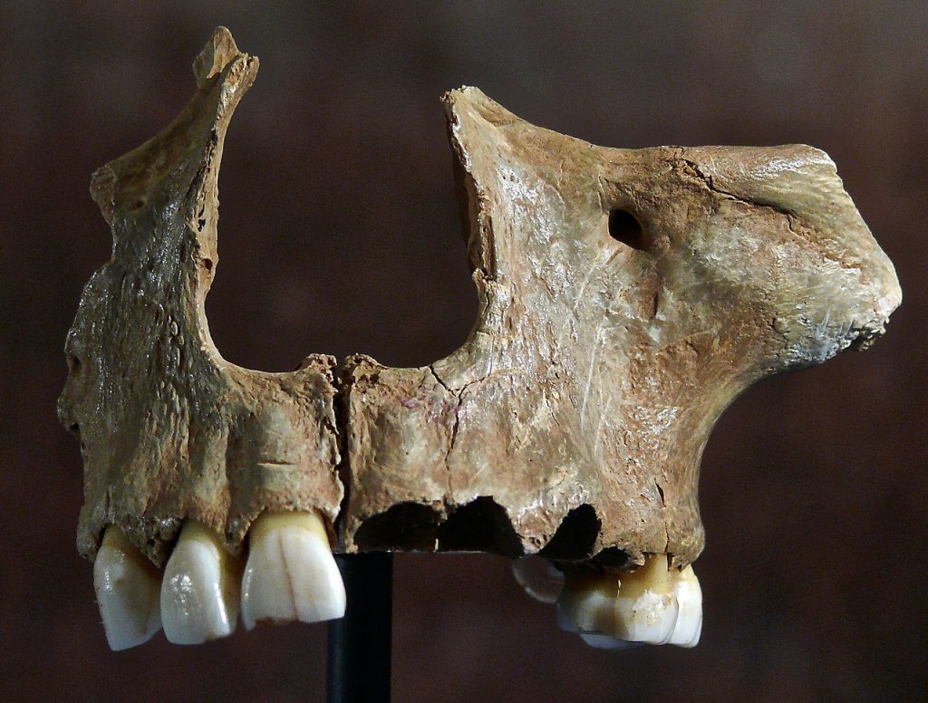Důkladně opracovaná lebka, foto: Wikimedia Commons