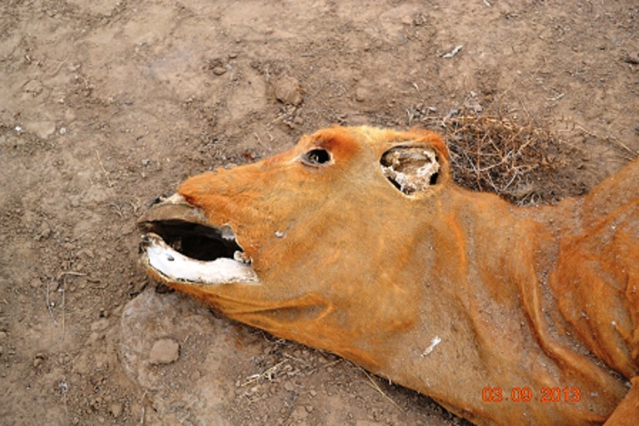 Charakteristické znaky mrzačení dobytka. Zvířeti chybí oči, uši a jazyk, foto: Sasquatch Syndicate 