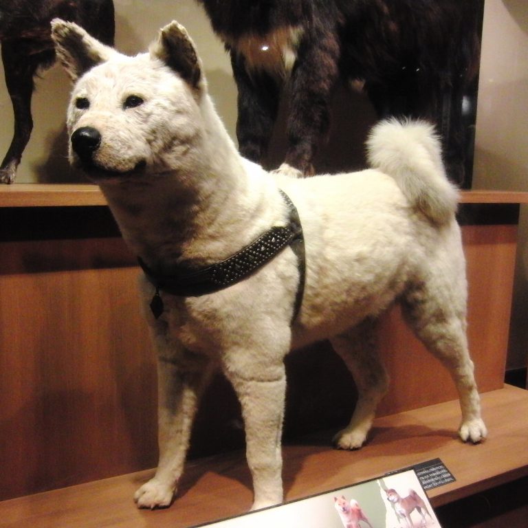 Vycpaný Hachiko je dnes vystaven v japonském muzeu přírody a věd v Uenu. Foto: Wikimedia Commons