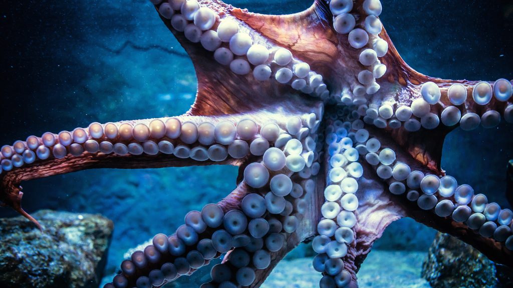 Je na Europě život s inteligencí podobnou chobotnicím? Foto: www.scitecheuropa.eu