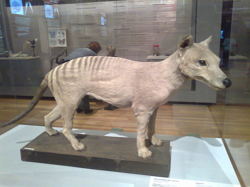 Vycpaný vakovlk v muzeu v Madridu, foto Wikimedia Commons