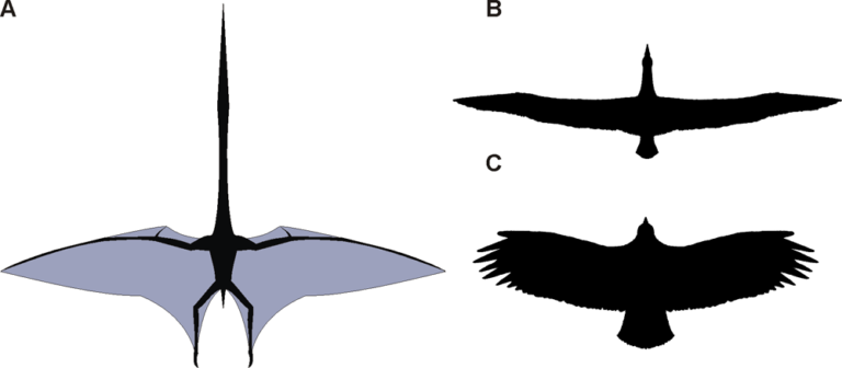 Srovnání pterosaura s dnešními ptáky, foto Wikimedia Commons