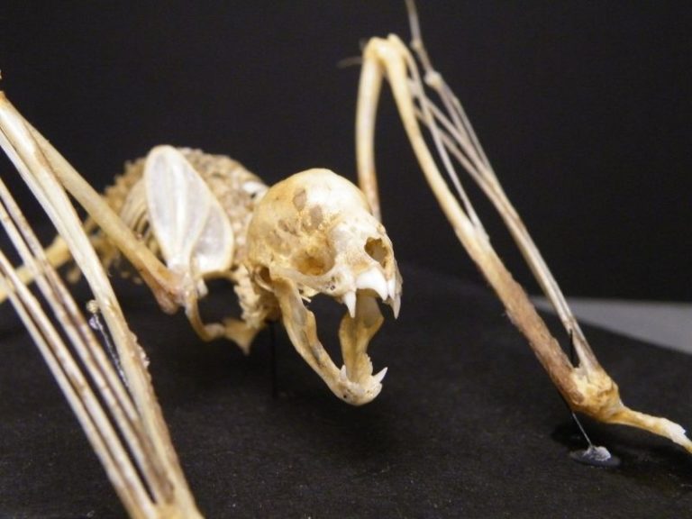 Největší známý krvelačný netopýr patří mezi vyhynulé druhy. Rozpětí křídel měl 60 centimetrů. Foto: pinterest.com