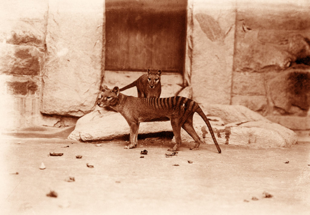 Dvojice vakovlků v zajetí v roce 1905. Foto sci-news.com