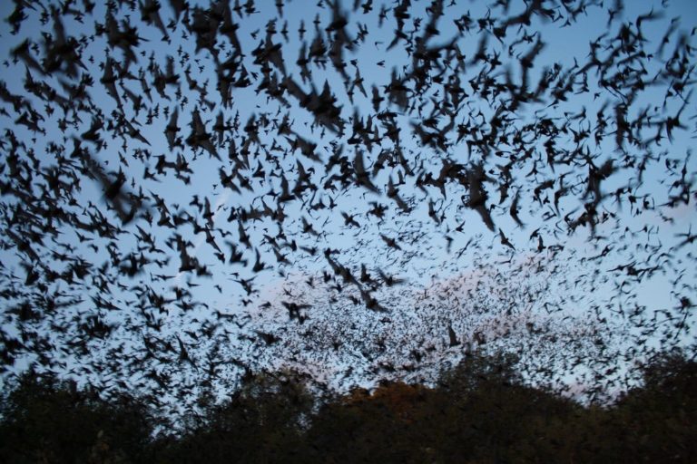 Pokud netopýři zaútočí v hejnu, dovolí si i na větší zvířata, dobytek či psy. Foto: businessinsider.com