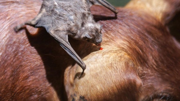 Upíři netopýři krev nesají, ale olizují tu, která vytéká z rány. Foto: sciencemag.com