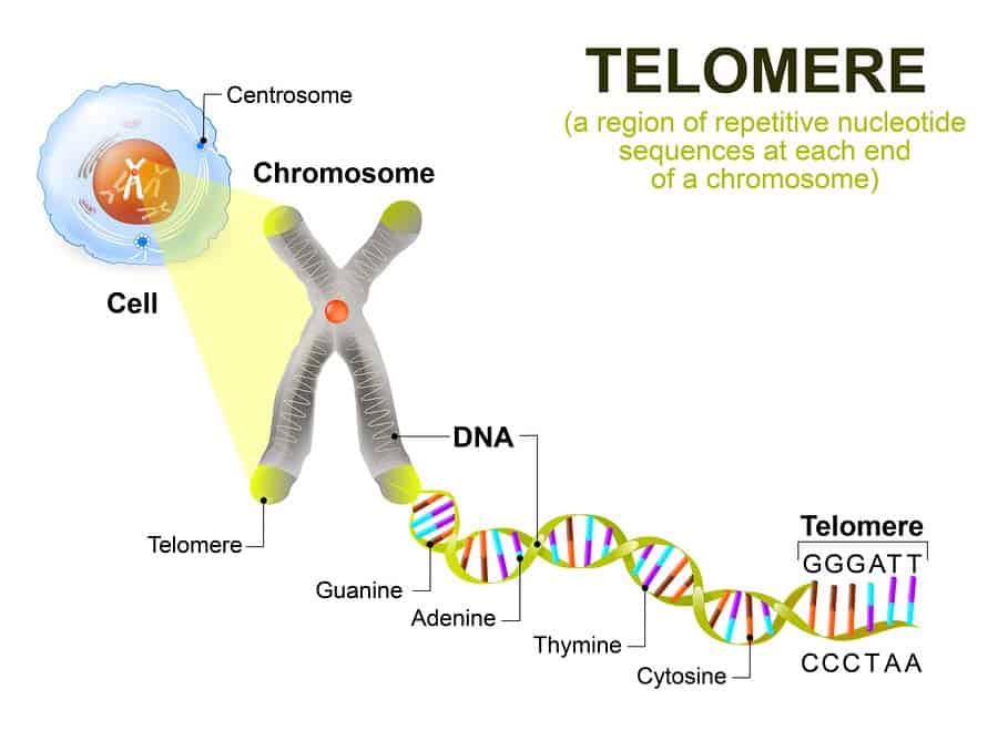 Grafika znázorňuje telomery v našich chromozomech, které omezují počet dělení buňky. Foto: shutterstock.com