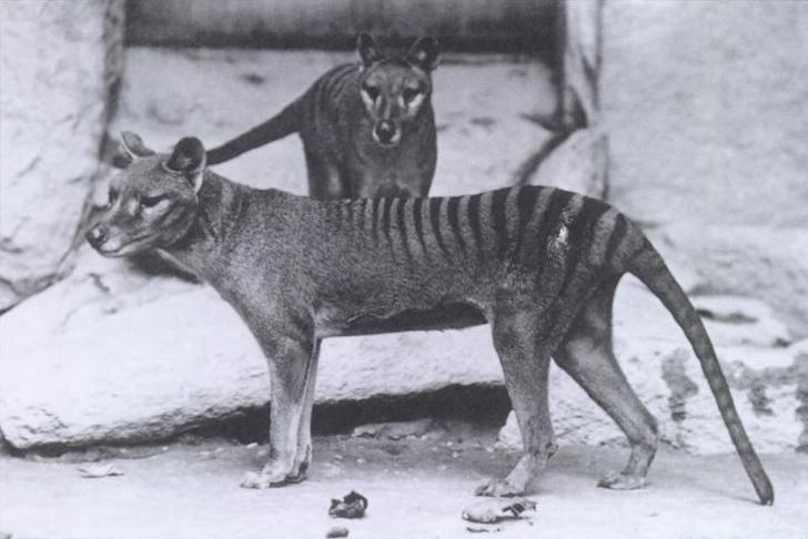 Vakovlci ve washingtonské zoo v roce 1904, foto Wikimedia Commons