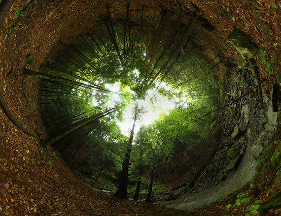 Vládne některým lesům podivná nadpřirozená síla? ZDROJ: mysteriousuniverse.com