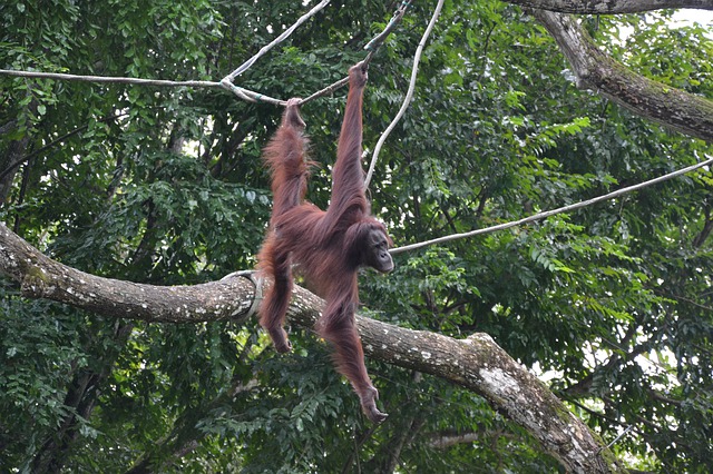 Je tajemný Bigfoot státu New York ve skutečnosti orangutan? ZDROJ: mysteriousuniverse.com