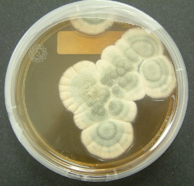 Penicillium v Petriho misce, foto Wikimedia Commons