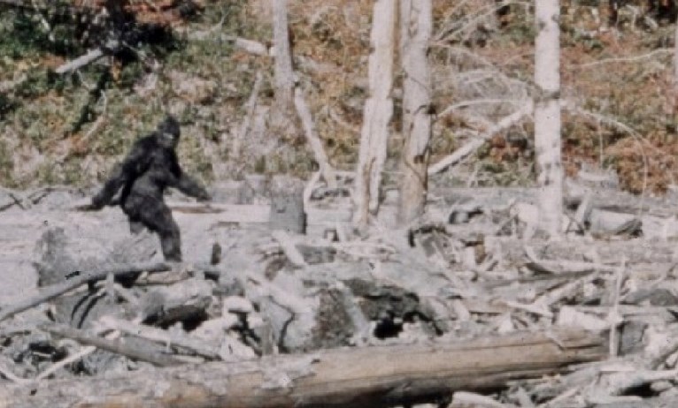 Asi nejznámější fotografie tajemného tvora jménem Bigfoot ZDROJ: mysteriousuniverse.com