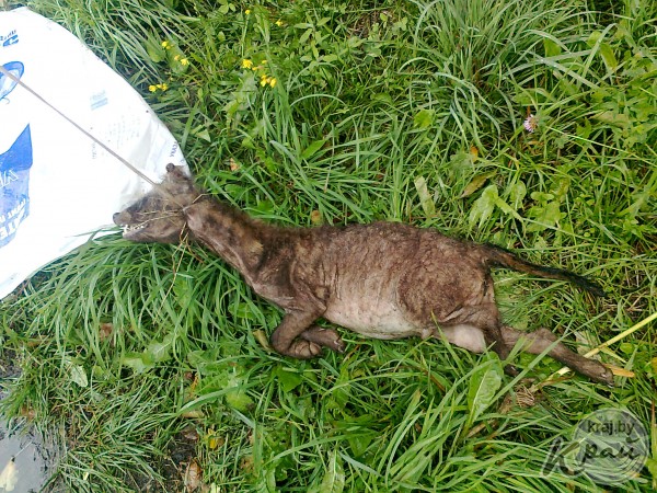 Neznámé zvíře zabité v Bělorusku v roce 2013, foto englishrussia.com